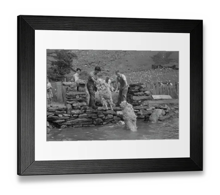 Framed Print : Sheep Shearing In Snowdonia Framed Print : Sheep Shearing In Snowdonia