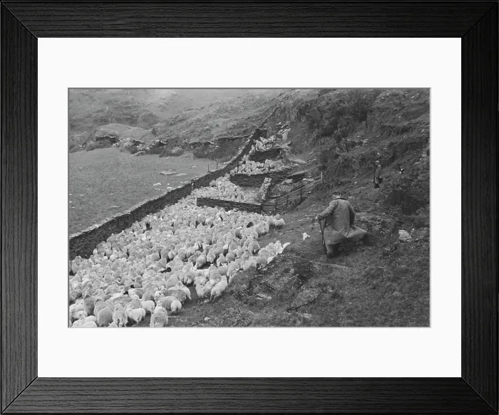 Framed Print : Sheep Shearing In Snowdonia Framed Print : Sheep Shearing In Snowdonia
