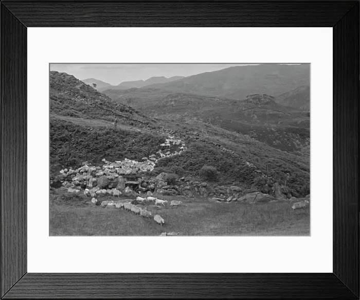 Framed Print : Sheep Shearing In Snowdonia Framed Print : Sheep Shearing In Snowdonia
