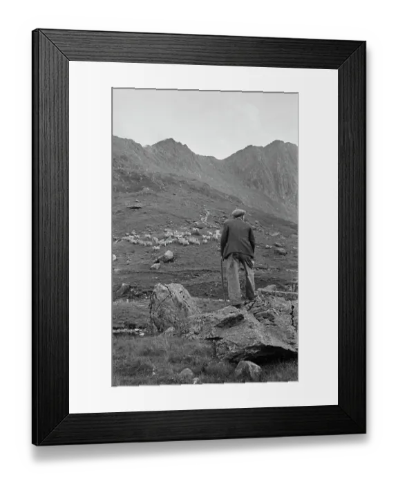 Framed Print : Sheep Shearing In Snowdonia Framed Print : Sheep Shearing In Snowdonia