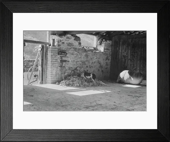 Framed Print : Sheep Shearing In Snowdonia Framed Print : Sheep Shearing In Snowdonia
