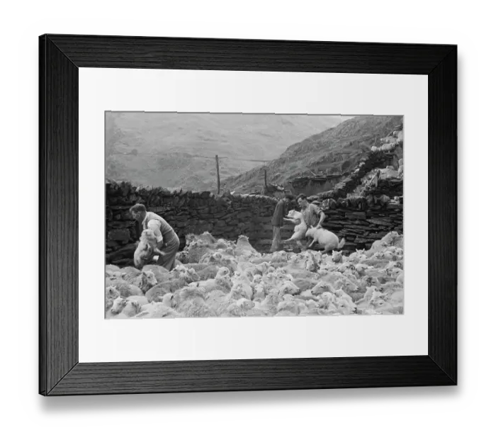Framed Print : Sheep Shearing In Snowdonia Framed Print : Sheep Shearing In Snowdonia