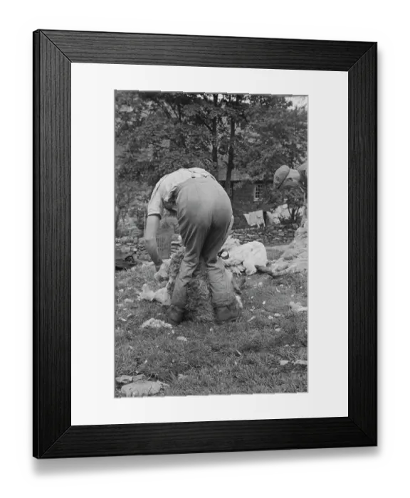 Framed Print : Sheep Shearing In Snowdonia Framed Print : Sheep Shearing In Snowdonia