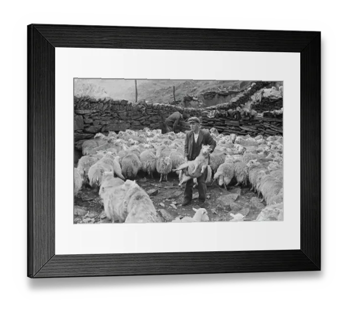 Framed Print : Sheep Shearing In Snowdonia Framed Print : Sheep Shearing In Snowdonia