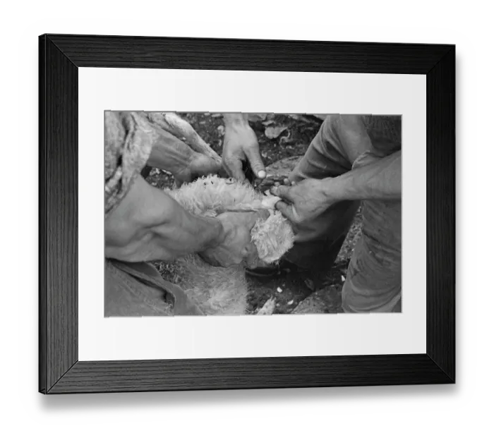 Framed Print : Sheep Shearing In Snowdonia Framed Print : Sheep Shearing In Snowdonia