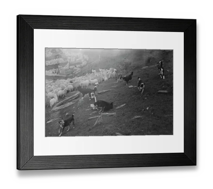 Framed Print : Sheep Shearing In Snowdonia Framed Print : Sheep Shearing In Snowdonia