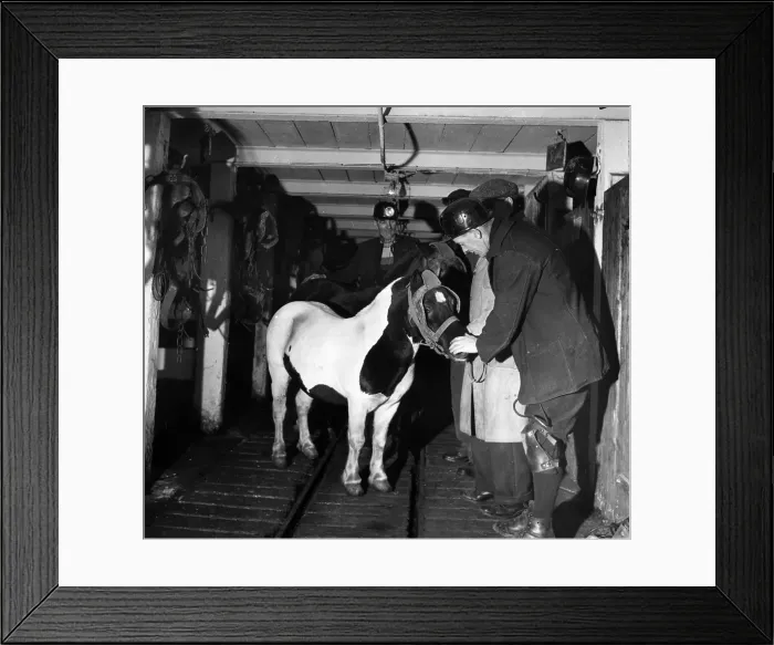 Framed Print : Pit Pony. 3rd March 1951: One of the 85 pit ponies which are kept in underground Framed Print : Pit Pony. 3rd March 1951: One of the 85 pit ponies which are kept in underground