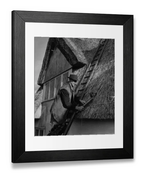 Framed Print : Thatching. 6th January 1951: A player on a real-life stage Framed Print : Thatching. 6th January 1951: A player on a real-life stage