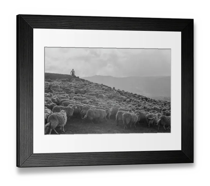 Framed Print : Sheep Farming In Snowdonia Framed Print : Sheep Farming In Snowdonia