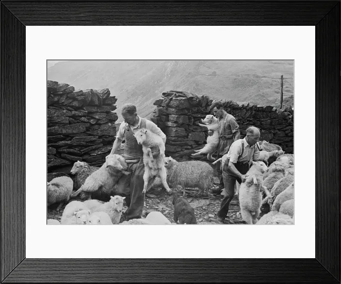 Framed Print : Shearing Time In Snowdonia Framed Print : Shearing Time In Snowdonia