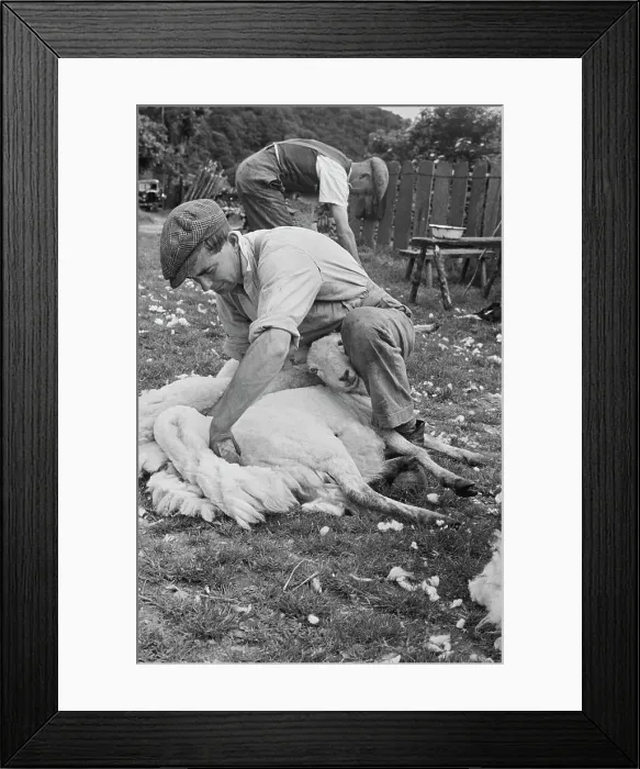 Framed Print : Sheep Shearing In Wales Framed Print : Sheep Shearing In Wales