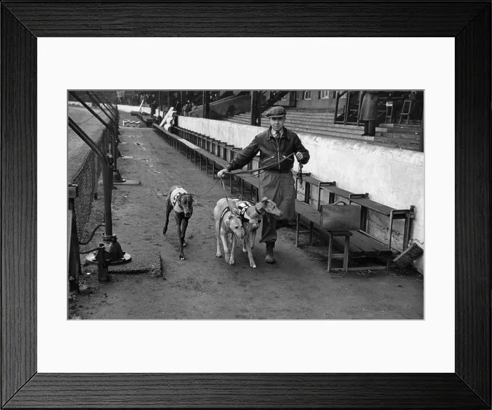 Framed Print : Greyhound First Race Framed Print : Greyhound First Race