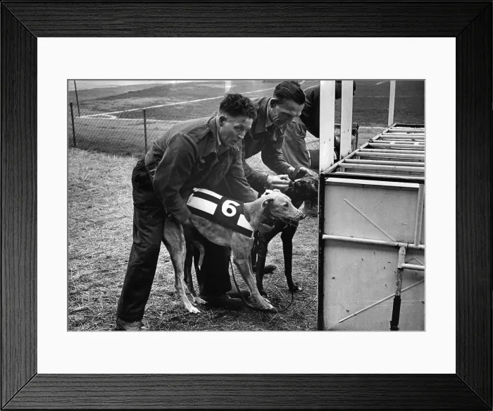 Framed Print : Dogs Life. 17th June 1950: Young greyhounds (No 6 is Weeping Widow) being Framed Print : Dogs Life. 17th June 1950: Young greyhounds (No 6 is Weeping Widow) being
