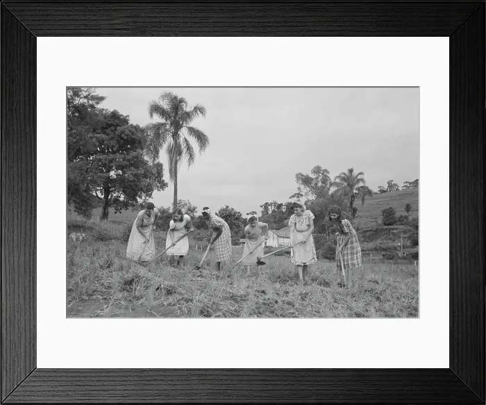 Framed Print : Brazil Coffee Plantation Framed Print : Brazil Coffee Plantation