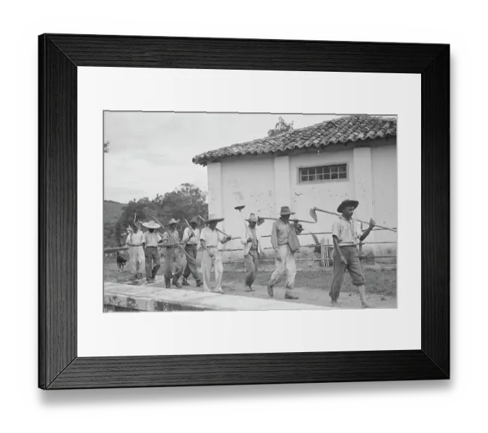 Framed Print : Brazil Coffee Plantation Framed Print : Brazil Coffee Plantation