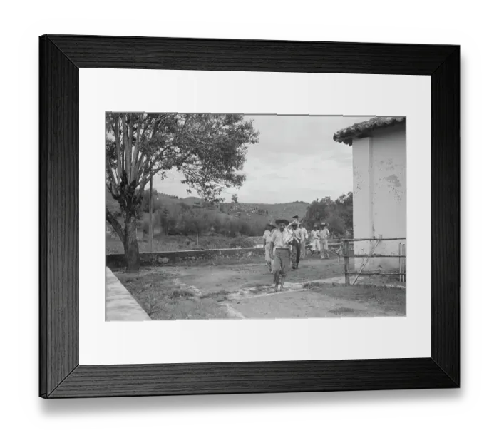 Framed Print : Brazil Coffee Plantation Framed Print : Brazil Coffee Plantation