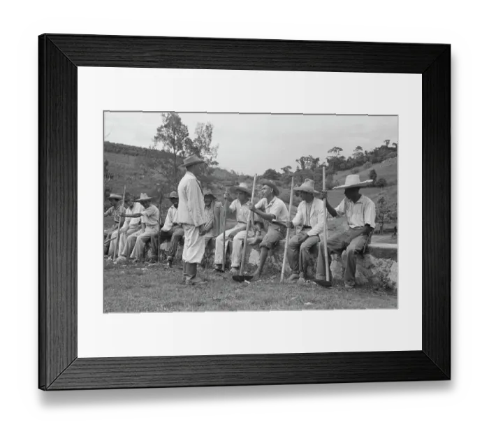Framed Print : Brazil Coffee Plantation Framed Print : Brazil Coffee Plantation