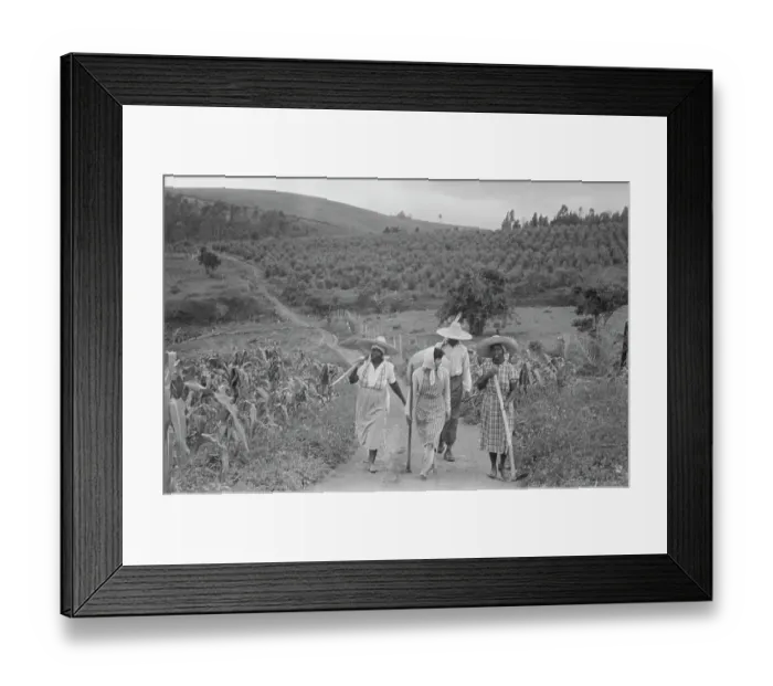 Framed Print : Brazil Coffee Plantation Framed Print : Brazil Coffee Plantation