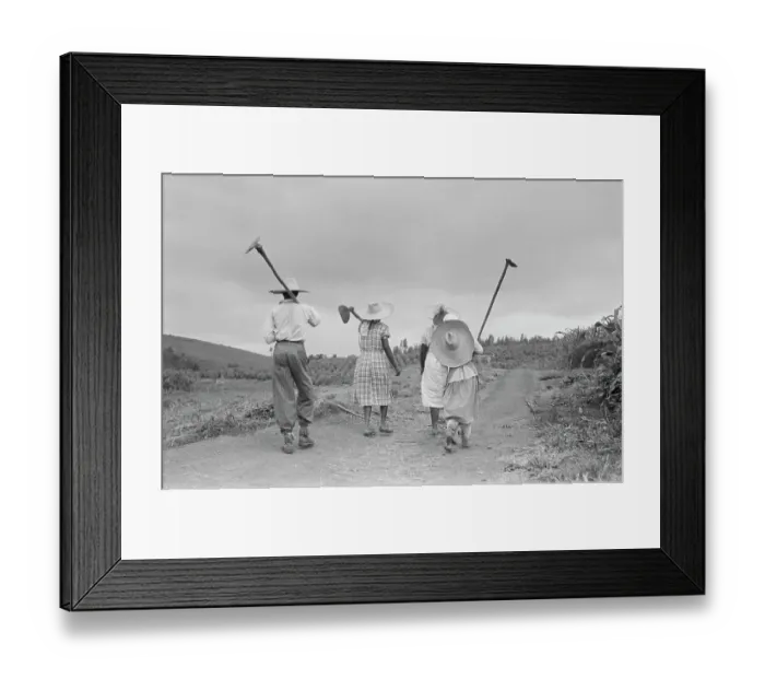 Framed Print : Brazil Coffee Plantation Framed Print : Brazil Coffee Plantation