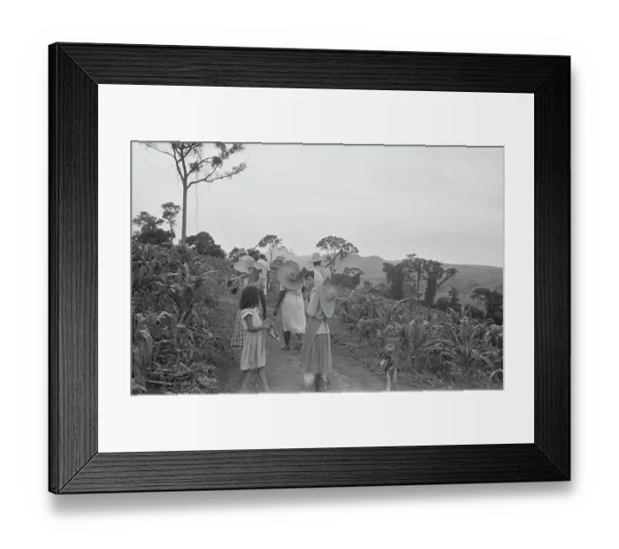 Framed Print : Brazil Coffee Plantation Framed Print : Brazil Coffee Plantation