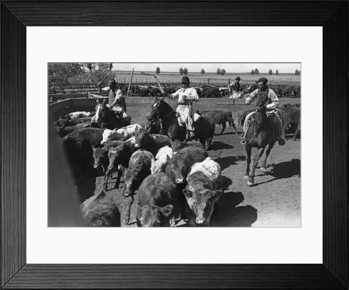 Framed Print : Ranching In Brazil Framed Print : Ranching In Brazil