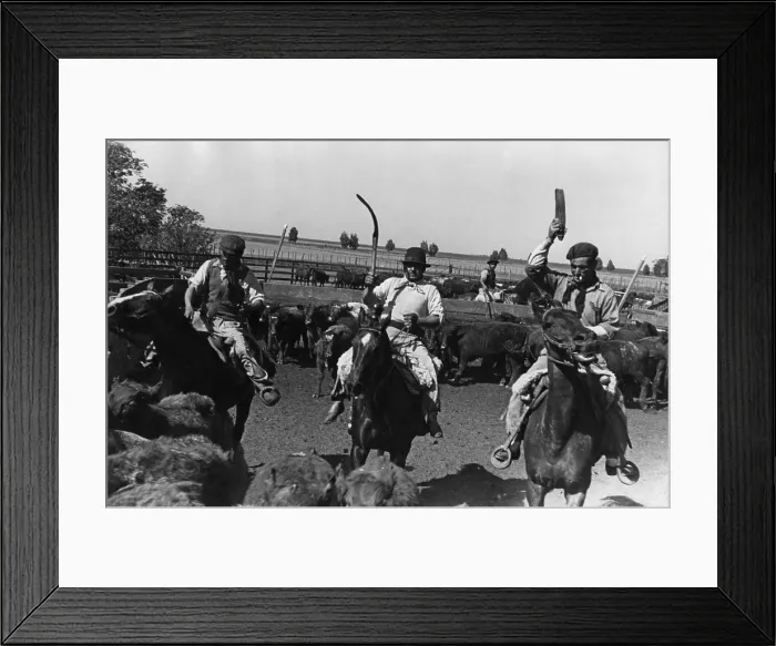 Framed Print : Ranching In Brazil Framed Print : Ranching In Brazil