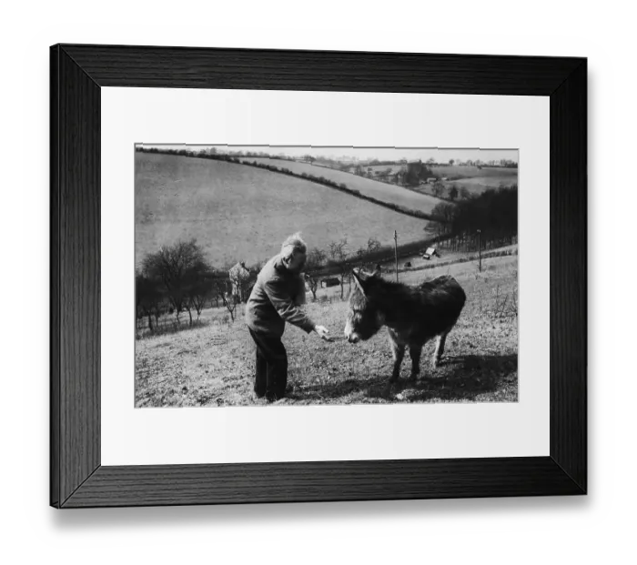 Framed Print : Rubbra Feeds Donkey Framed Print : Rubbra Feeds Donkey