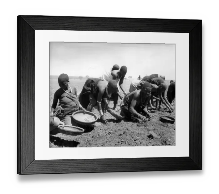 Framed Print : Groundnuts Framed Print : Groundnuts