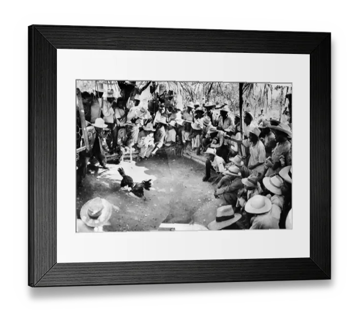 Framed Print : Sunday Cockfight Framed Print : Sunday Cockfight