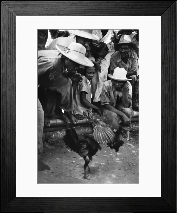 Framed Print : Cock Fighting Framed Print : Cock Fighting