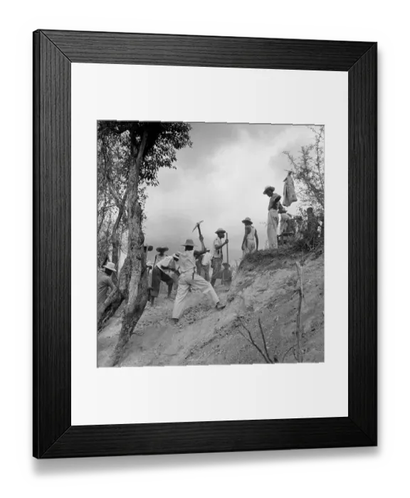 Framed Print : Hard Work. 30th July 1949: Haitians working on a hillside in Marbial parish Framed Print : Hard Work. 30th July 1949: Haitians working on a hillside in Marbial parish