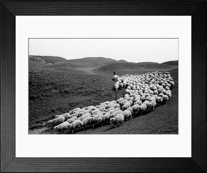 Framed Print : Flocking Home Framed Print : Flocking Home