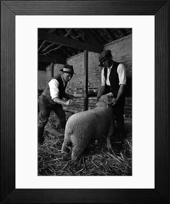 Framed Print : I Love Ewe Framed Print : I Love Ewe