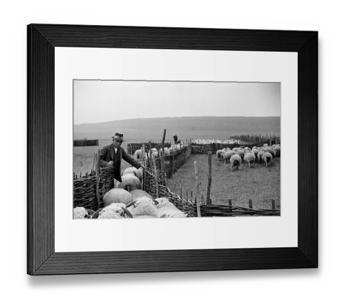 Framed Print : Sheep Farmer Framed Print : Sheep Farmer