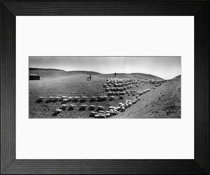 Framed Print : Sheep Trail Framed Print : Sheep Trail