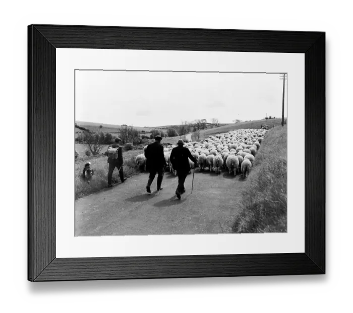 Framed Print : Sheep Driving Framed Print : Sheep Driving