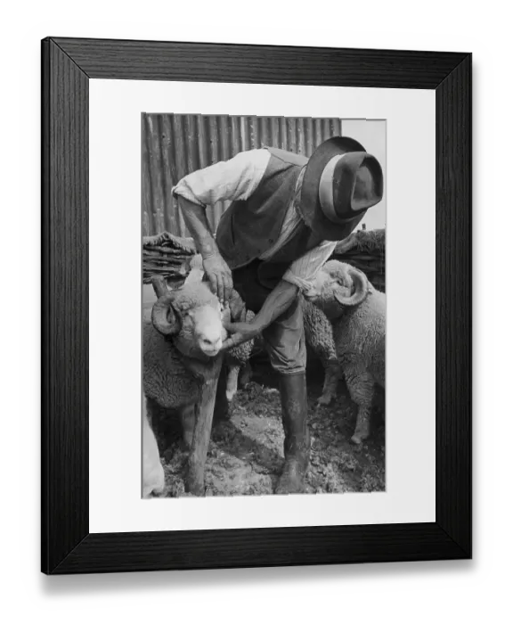 Framed Print : Inspecting Sheep Framed Print : Inspecting Sheep