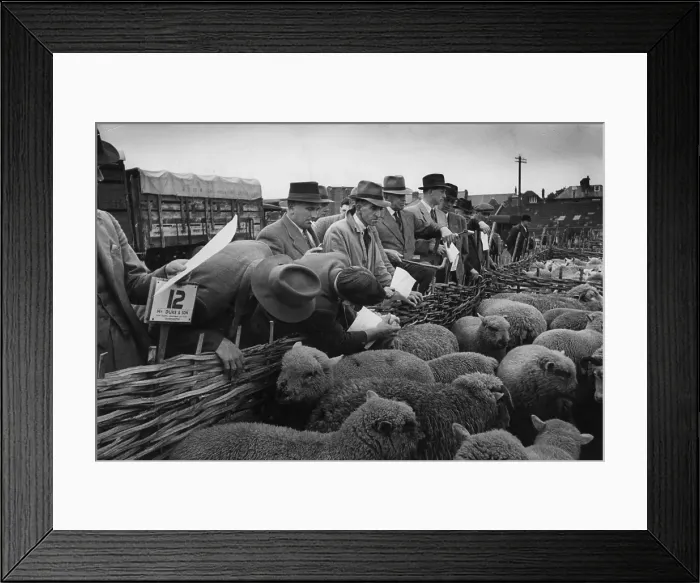 Framed Print : Sheep Sale Framed Print : Sheep Sale