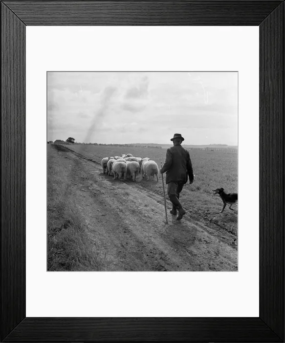 Framed Print : Pick Of The Bunch Framed Print : Pick Of The Bunch