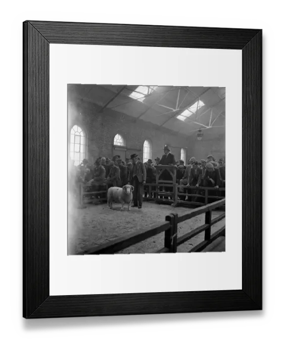 Framed Print : Lamb Auction Framed Print : Lamb Auction