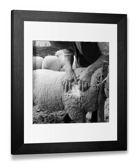 Framed Print : Close Inspection Framed Print : Close Inspection