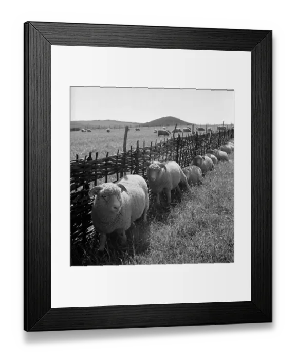 Framed Print : Shelter. 9th July 1949: Lambs shelter from the sun against the withy hurdles Framed Print : Shelter. 9th July 1949: Lambs shelter from the sun against the withy hurdles
