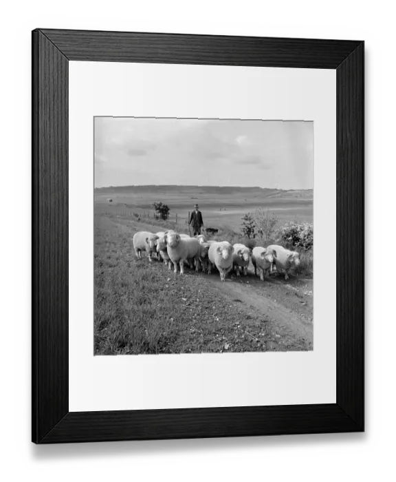 Framed Print : Ram Lambs. 9th July 1949: Fred Caddy, head shepherd of Maiden Castle Farm Framed Print : Ram Lambs. 9th July 1949: Fred Caddy, head shepherd of Maiden Castle Farm