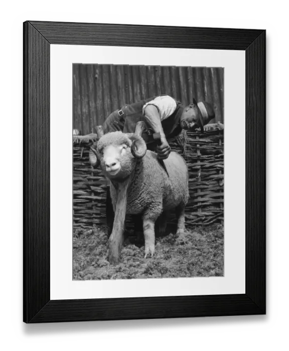 Framed Print : Dorset Ram Framed Print : Dorset Ram