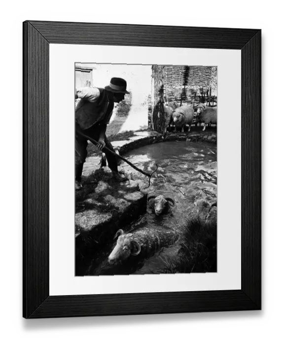 Framed Print : Sheep Dip. July 1949: Fred Caddy, a Dorsetshire shepherd, washing a flock of ewes Framed Print : Sheep Dip. July 1949: Fred Caddy, a Dorsetshire shepherd, washing a flock of ewes