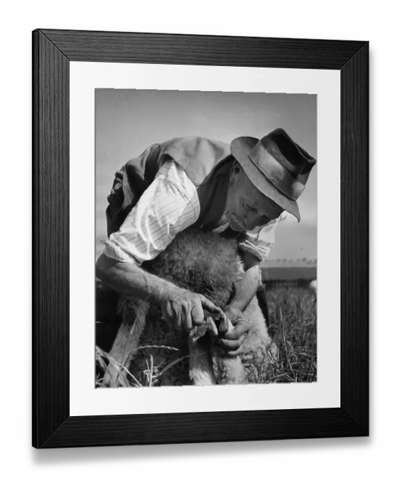 Framed Print : Pedicure. July 1949: Head Shepherd Fred Caddy paring a ewe's hoof at Maiden Framed Print : Pedicure. July 1949: Head Shepherd Fred Caddy paring a ewe's hoof at Maiden