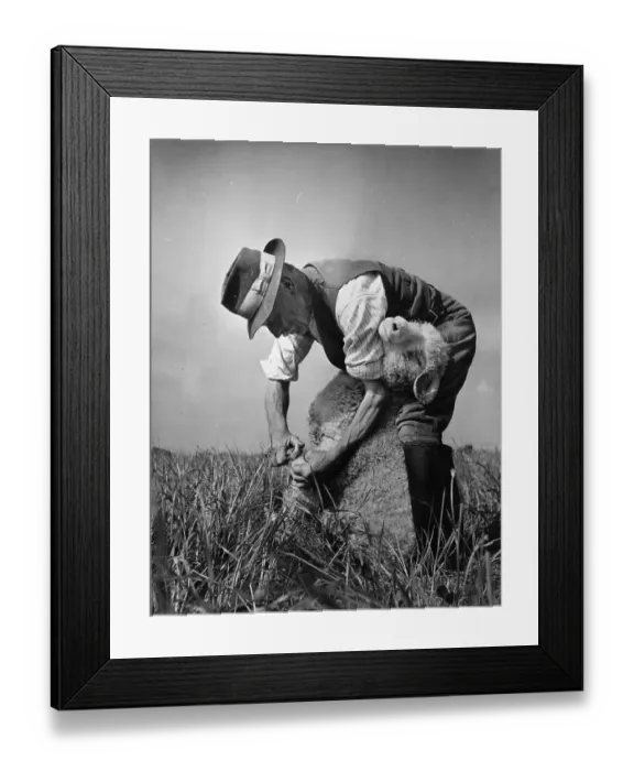 Framed Print : Pedicure. July 1949: Head Shepherd Fred Caddy paring a ewe's hoof at Maiden Framed Print : Pedicure. July 1949: Head Shepherd Fred Caddy paring a ewe's hoof at Maiden