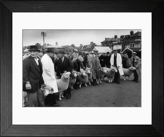 Framed Print : Dorset Sheep Framed Print : Dorset Sheep