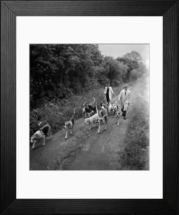 Framed Print : Hound Dogs Framed Print : Hound Dogs