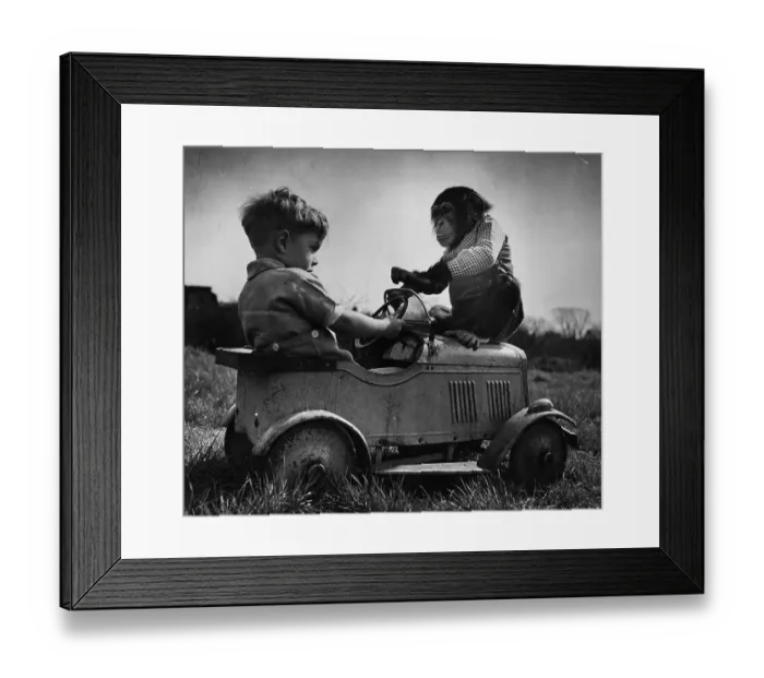 Framed Print : Pet Chimp. 18th June 1949: An child sitting in a toy car whilst his family's Framed Print : Pet Chimp. 18th June 1949: An child sitting in a toy car whilst his family's
